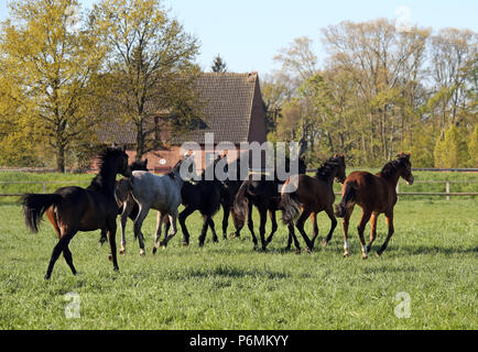 Graditz cloutés, les chevaux au galop dans un pâturage Banque D'Images