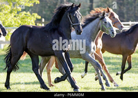 Graditz cloutés, au galop des chevaux dans un enclos Banque D'Images