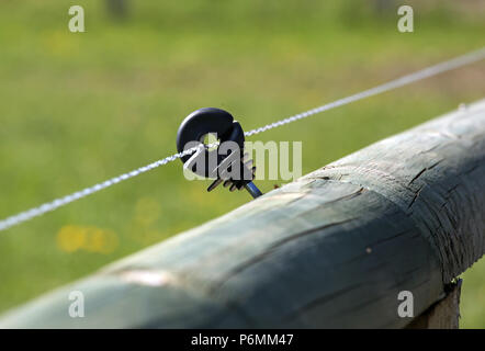 Gestuet Graditz, clôture de couplage sécurisé clôture électrique Banque D'Images