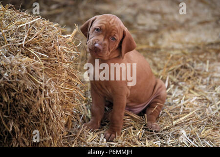 Neuenhagen, Allemagne, Magyar Vizsla devint Hundewelpe regarde attentivement le viewer Banque D'Images