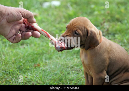 Neuenhagen, Allemagne, Magyar Vizsla devint dog puppy amuse-gueules sur un os Banque D'Images