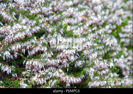 Erica carnea, plante à fleurs blanches, Springwood aka Heath hiver neige, Heath, et Heather, avec petites en forme d'urne, fleurs blanc argenté Banque D'Images