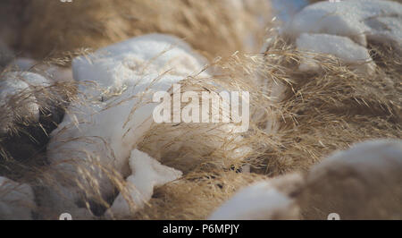 Close up de neige sur l'herbe de la pampa Banque D'Images