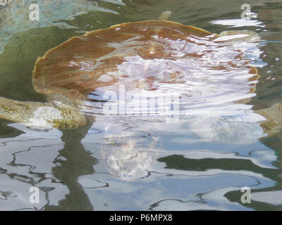 Tortue, tunk, Base de protection, les tortues de mer, Réserve Biologique de Comboios Espírirto Santo, Brésil. Banque D'Images