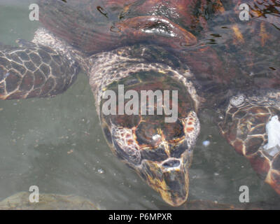 Tortue, tunk, Base de protection, les tortues de mer, Réserve Biologique de Comboios Espírirto Santo, Brésil. Banque D'Images