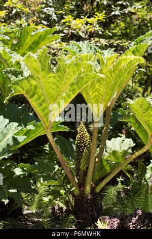 Un plant de rhubarbe chilienne. Banque D'Images