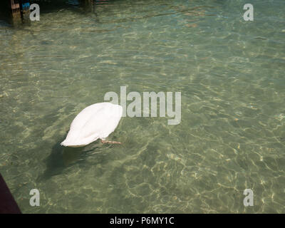 Nage swan heureux dans le lac d'Annecy, France Banque D'Images