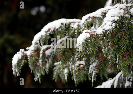 Alpes françaises. Sapin couvert de neige en hiver. Saint-Gervais. La France. Banque D'Images