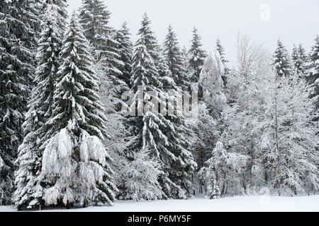 Alpes françaises. Sapins couverts de neige en hiver. Saint-Gervais. La France. Banque D'Images