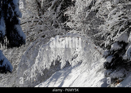 Alpes françaises. Sapins couverts de neige en hiver. Saint-Gervais. La France. Banque D'Images