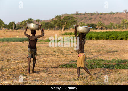 Les enfants togolais portant de l'eau pour l'irrigation en Karsome, Togo. Banque D'Images