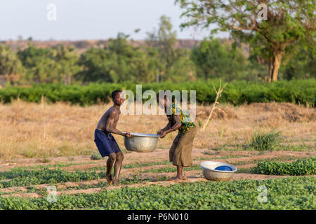 Les enfants togolais portant de l'eau pour l'irrigation en Karsome, Togo. Banque D'Images