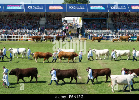 Royal Highland Show, Ingliston : La grande parade des bovins dans le show principal anneau. Banque D'Images