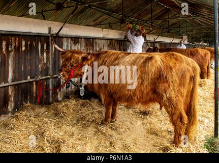 Le Shropshire County Agricultural Show a été créé à la fin du xixe siècle quand il a été lancé dans le cadre de l'entreprise de coopération - Banque D'Images