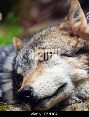 Close-up d'un loup gris (Canis lupus) et de repos à regarder la Caroline du Nord occidentale Nature Centre à Asheville, NC, USA. Banque D'Images