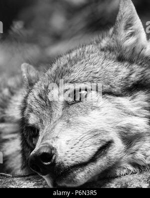 Close-up d'un loup gris (Canis lupus) et de repos à regarder la Caroline du Nord occidentale Nature Centre à Asheville, NC, USA. Banque D'Images