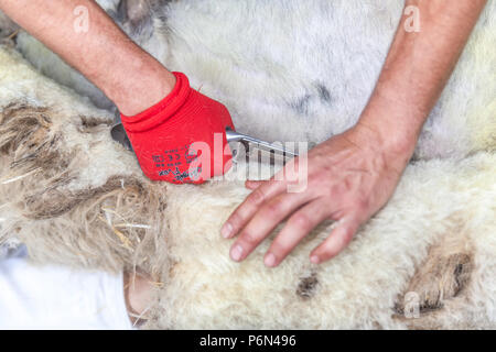 Tonte de moutons à La Orotava Tenerife island (village) Banque D'Images