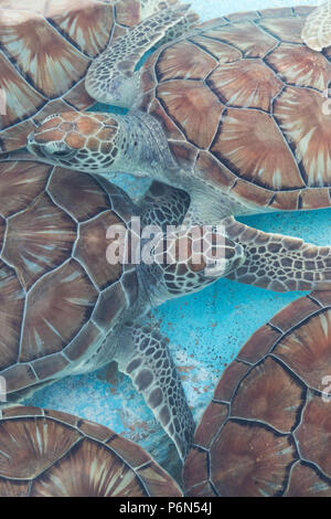 Retrouvé tortue de mer verte, Chelonia mydas, au centre de sauvetage des tortues de mer sur Cayo Largo, Cuba. Banque D'Images