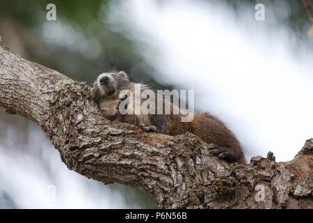 Desmarest en captivité, Capromys pilorides hutia de Cuba, hutia, est une espèce de passereau endémique à Cuba Banque D'Images