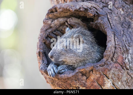 Desmarest en captivité, Capromys pilorides hutia de Cuba, hutia, est une espèce de passereau endémique à Cuba Banque D'Images