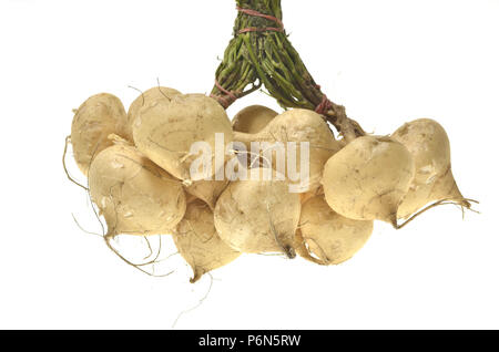 Ensemble seul le Jicama isolé sur fond blanc Banque D'Images