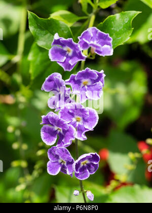 Arme blanche bleu-violet fleurs de la serre tropicale arbuste, Duranta erecta Banque D'Images