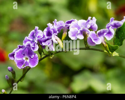 Arme blanche bleu-violet fleurs de la serre tropicale arbuste, Duranta erecta Banque D'Images