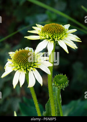 Pétales de fleurs blanc vert centré de l'échinacée plante vivace, Echinacea purpurea 'Milkshake' Banque D'Images