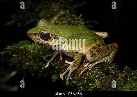 Grenouille Odorrana hosii rock Poison Banque D'Images