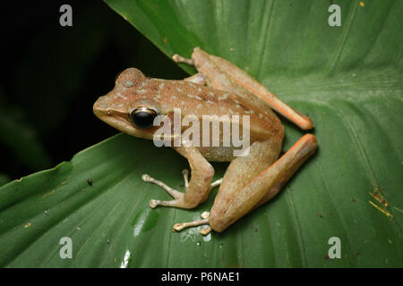 Meristogenys amoropalamus grenouille torrent de montagne Banque D'Images