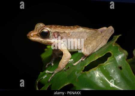 Meristogenys amoropalamus grenouille torrent de montagne Banque D'Images