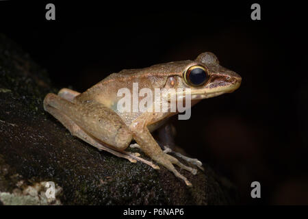 Meristogenys amoropalamus grenouille torrent de montagne Banque D'Images