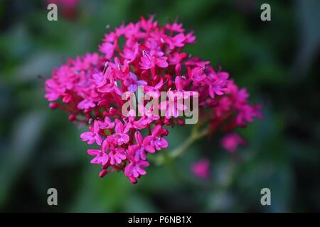 Macro-vision de Centranthus ruber, aussi appelé red valerian, stimuler la valériane, kiss-me-quick, Fox's brush, Devil's Beard et la barbe de Jupiter, qui est une p Banque D'Images