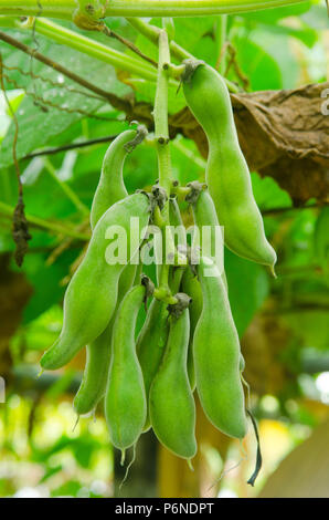 Les haricots de soja en début de l'automne Banque D'Images