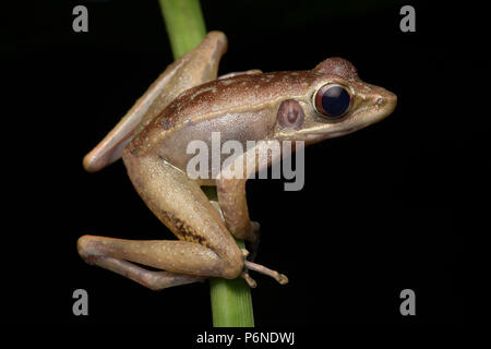 Meristogenys amoropalamus grenouille torrent de montagne Banque D'Images