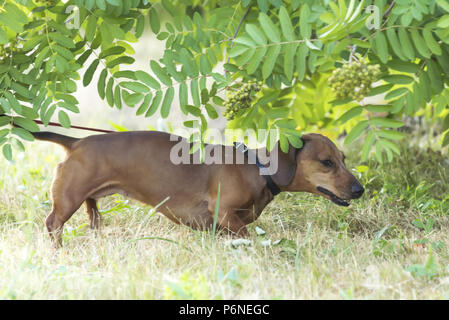 Chien de chasse teckel, Basset, promenades le long de l'herbe dans la rue dans le parc Banque D'Images