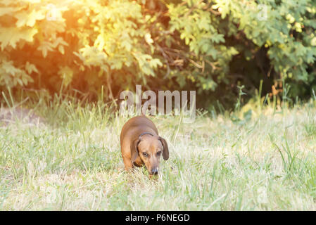 Chien de chasse teckel, Basset, promenades le long de l'herbe dans la rue dans le parc Banque D'Images