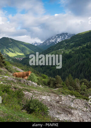 Vache limousine dans les montagnes près de Vars en haute provence Banque D'Images