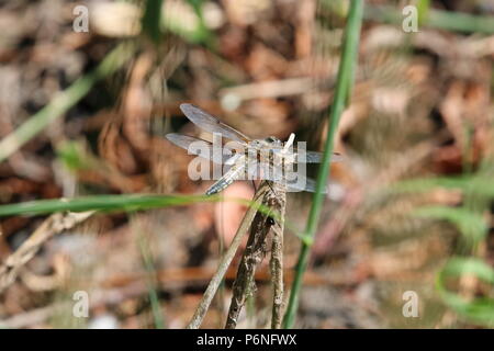 Libellule, (Anisoptera), nord-ouest de l'Angleterre, Royaume-Uni Banque D'Images