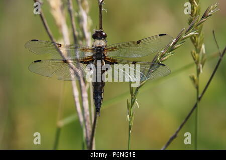 Libellule, (Anisoptera), nord-ouest de l'Angleterre, Royaume-Uni Banque D'Images