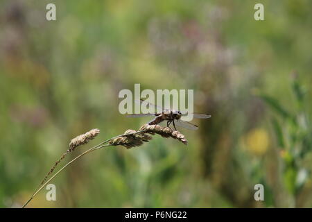 Libellule, (Anisoptera), nord-ouest de l'Angleterre, Royaume-Uni Banque D'Images