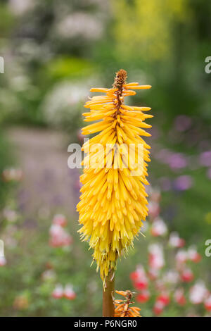 Kniphofia «lumineux Sceptre' fleur. Banque D'Images