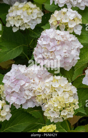 les fleurs de rhododendrons roses et blanches poussent dans un jardin d'été de fleurs et de plantes avec buissons. Banque D'Images