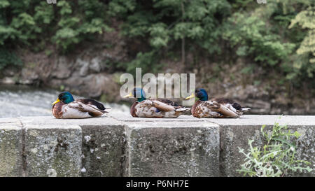 Trois canards colverts mâles en profil. Anas platyrhynchos. Beaux mâles plumes assis sur une pierre de la rivière. Les oiseaux d'eau mignon reposant sur ouvert pier. Banque D'Images