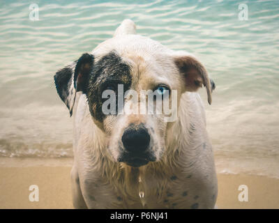 Gros plan d'une tête de chien avec deux yeux de couleur différente sur la plage. Banque D'Images