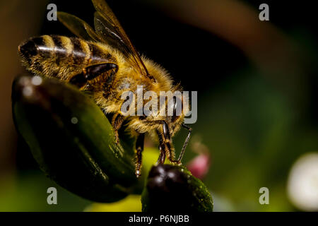 macro abeille miel Banque D'Images