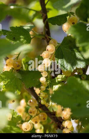 'Weisse Versailler" Groseille Blanc, Vit vinbär (Ribes rubrum) Banque D'Images