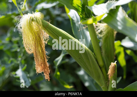 'F1', Sockermajs Gucio Maïs (Zea mays) Banque D'Images