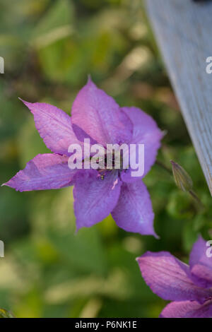 'Margaret Hunt' la fin de groupe à grande fleur, Sena storblommig gruppen (Clematis) Banque D'Images