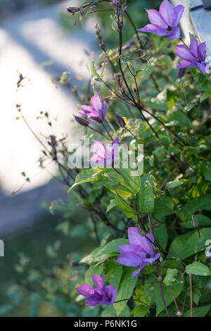 'Margaret Hunt' la fin de groupe à grande fleur, Sena storblommig gruppen (Clematis) Banque D'Images